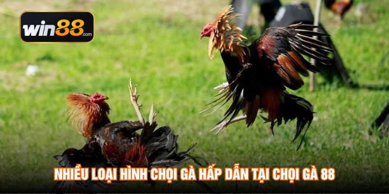 Nhiều loại hình chọi gà hấp dẫn tại chọi gà 88
