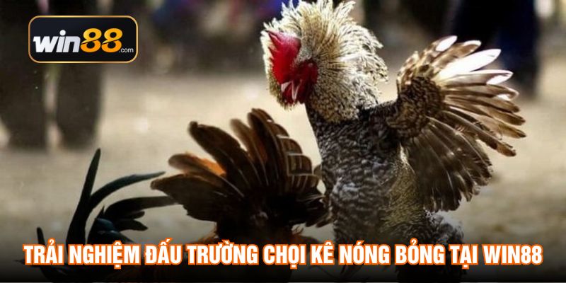 Trải nghiệm đấu trường chọi kê nóng bỏng tại WIN88