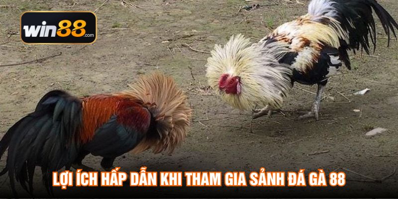 Lợi ích hấp dẫn khi tham gia sảnh Đá Gà 88