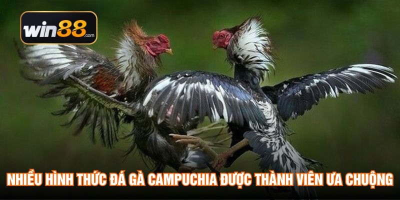 Nhiều hình thức đá gà Campuchia được thành viên ưa chuộng