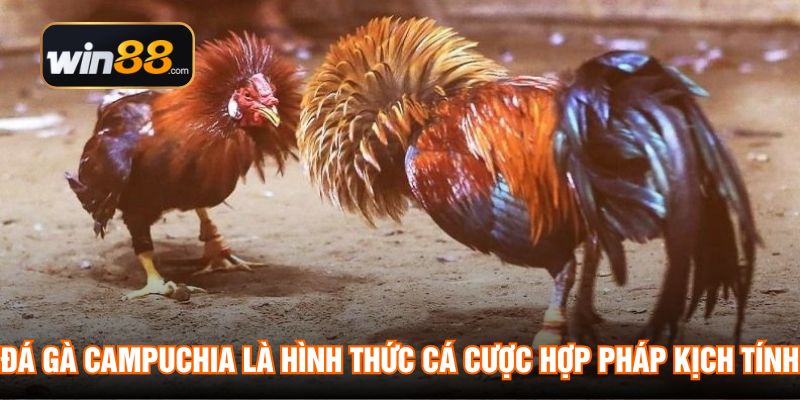 Đá gà Campuchia là hình thức cá cược hợp pháp kịch tính