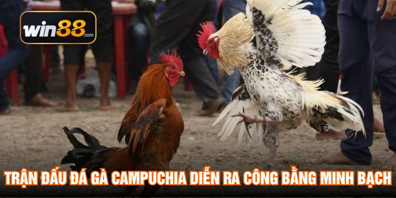 Trận đấu đá gà Campuchia diễn ra công bằng minh bạch
