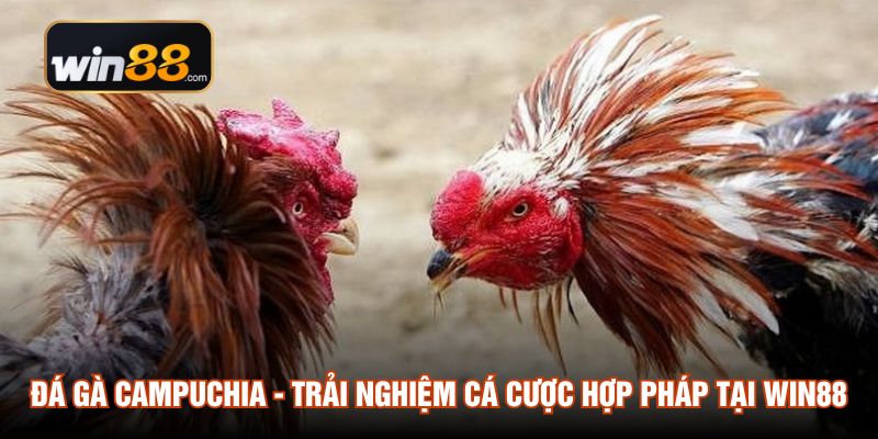 đá gà campuchia