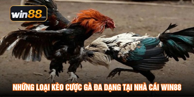 Những loại kèo cược gà đa dạng tại nhà cái WIN88