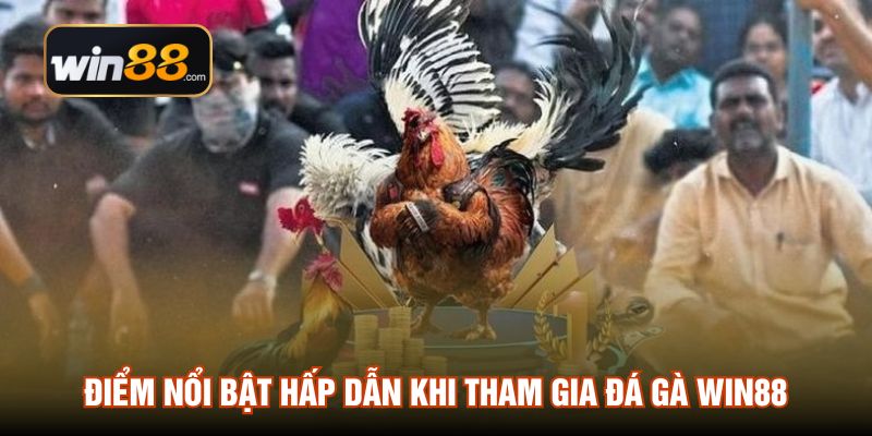 Điểm nổi bật hấp dẫn khi tham gia đá gà WIN88